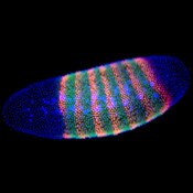 IF of a Drosophila embryo labeled with DSHB antibody 2B8 against even-skipped (red). Image credit: Shelby Blythe, PMID: 32347792, Fig. 5A